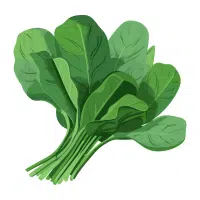 Green Vegetables Names | Spinach in English
