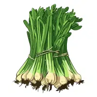 Spring Onion in English