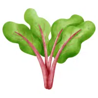 Swiss Chard in English