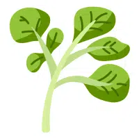 Green Vegetables Names | Watercress in English