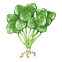 Watercress in English