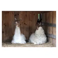 Animals Babies Names and Their Homes Names |Alpaca pen in English