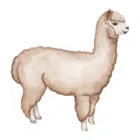Animals Babies Names and Their Homes Names |Alpaca in English