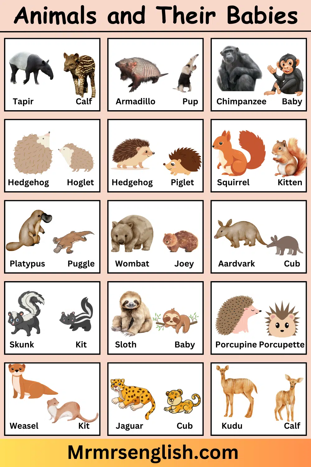 Animals and Their Babies Names in English