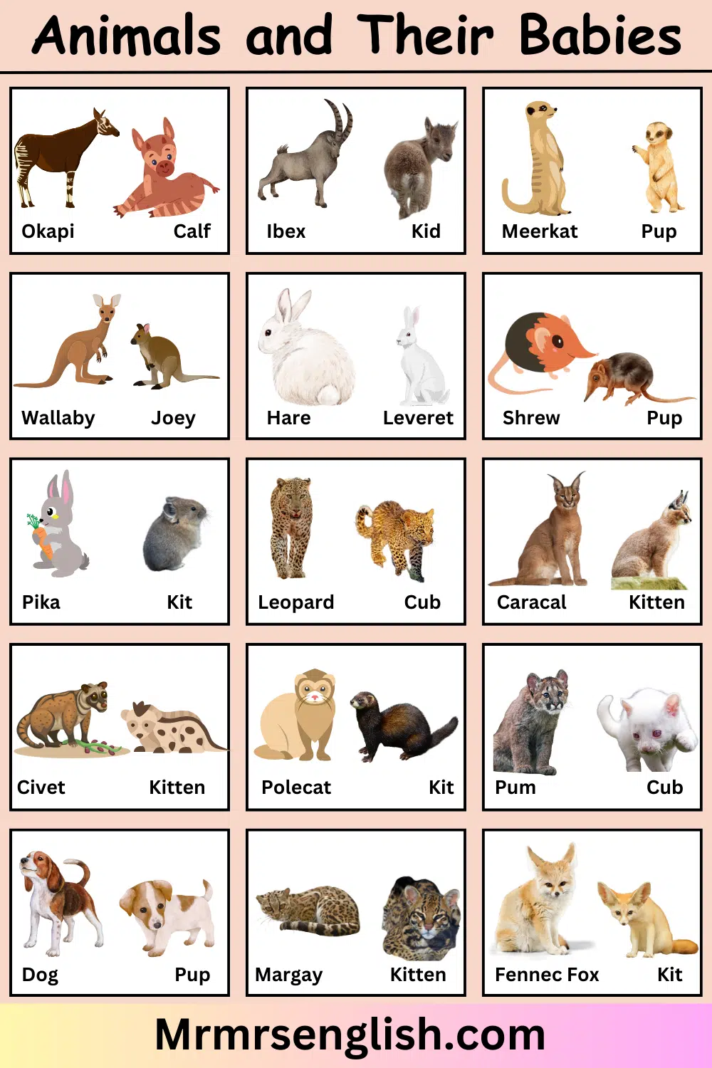 Animals and Their Babies Names in English