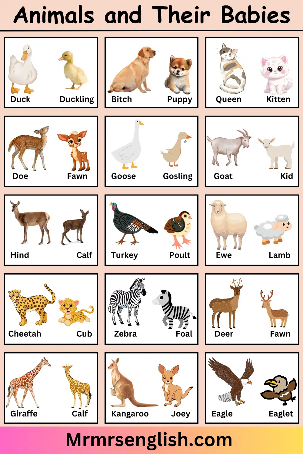 Animals and Their Babies Names in English