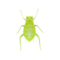 Aphid | Insects Names in English