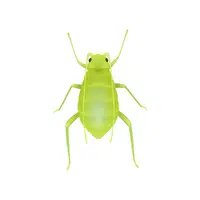 Aphid | Insects Names in English