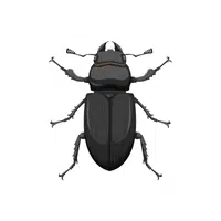 Beetle | Insects Names in English