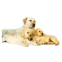 Bitch _ Puppy in English