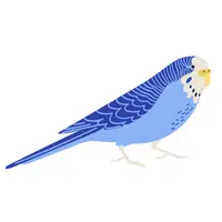 Budgerigar in English
