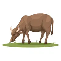 Buffalo in English