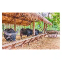 Animals Babies Names and Their Homes Names | Buffalo Barn in English