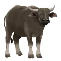 Animals Babies Names and Their Homes Names |Buffalo in English