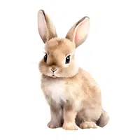 Bunny in English