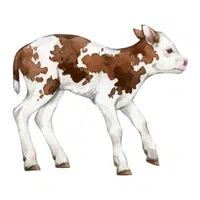 Calf in English