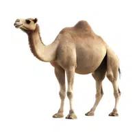 Camel in English