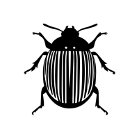 Carpet beetle Insect Name in English