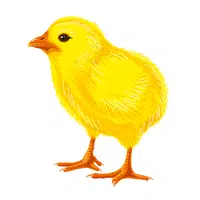 Chick in English