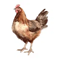 Farm Animals Names | Chicken in English