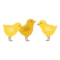 Animals Babies Names and Their Homes Names |chick in English