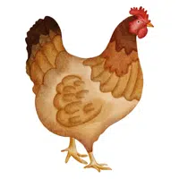 Animals Babies Names and Their Homes Names |Chicken in English