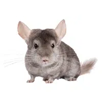 Chinchilla in English