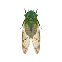 Cicada Insect Name in English