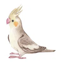 Farm Animals Names | Cockatiel in English