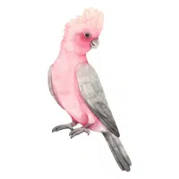 Farm Animals Names | Cockatoo in English