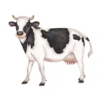 Farm Animals Names | Cow in English