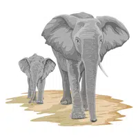Animals and Their Babies Names |Cow Elephant _ Calf in English