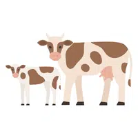 Animals and Their Babies Names |Cow — Calf in English
