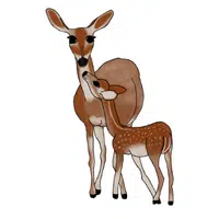 Doe _ Fawn in English