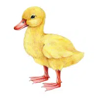 Duckling in English