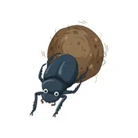 Dung beetle | Insects Names in English