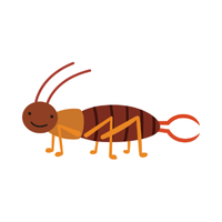 Earwig | Insects Names in English