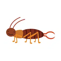 Earwig | Insects Names in English