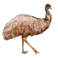 Farm Animals Names | Emu in English