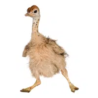 Animals Babies Names and Their Homes Names |Emu chic in English
