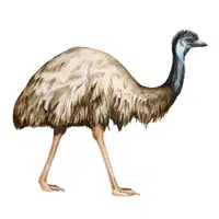 Animals Babies Names and Their Homes Names | Emu in English