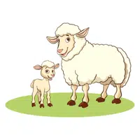 Animals and Their Babies Names |Ewe in English