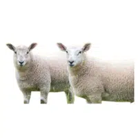 Animals and Their Babies Names |Ewe _ Lamb in English