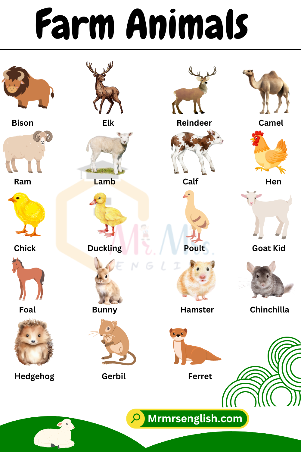 Farm Animals Names in English