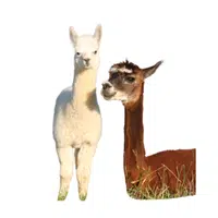 Animals and Their Babies Names |Female Alpaca _ Cria in English