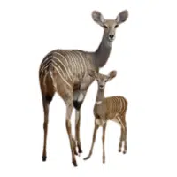 Animals and Their Babies Names |Female Antelope _ Calf in English