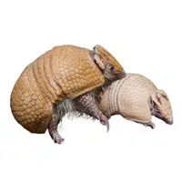 Animals and Their Babies Names |Female Armadillo _ Pup in English