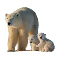 Animals and Their Babies Names |Female Bear _ Cub in English