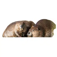 Female Beaver _ Kit in English