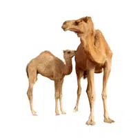 Animals and Their Babies Names |Female Camel _ Calf in English